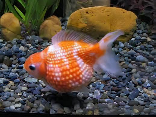Pearlscale 10 x Assorted Giant Pearlscale Grade AA Goldfish Carassius Auratus 10cm - Image 3