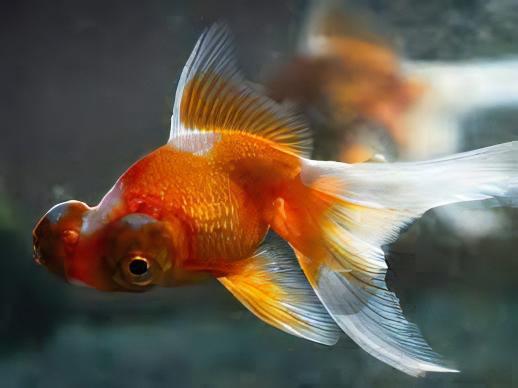 Telescope 10 x Assorted Giant Telescope Butterfly Moor Grade AA Goldfish Carassius Auratus 10cm - Image 7
