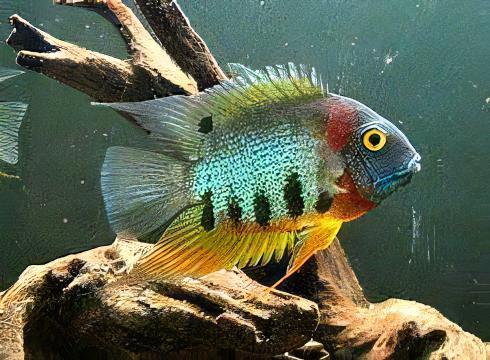 Severum 10 x Assorted Severum Cichlid Heros Sp 12cm - Image 4