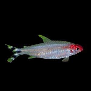Tetra 50 x Rummy Nose Tetra Hemigrammus Rhodostomus 2cm