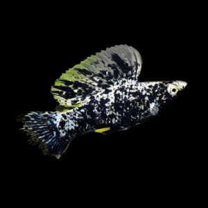 Sailfin Marble Molly Poecilia Sphenops 3cm