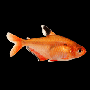 Tetra 50 x Serpea Tetra Hyphessobrycon Eques 2cm