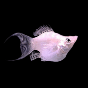 Silver Balloon Molly Fish Poecilia Sphenops 3cm