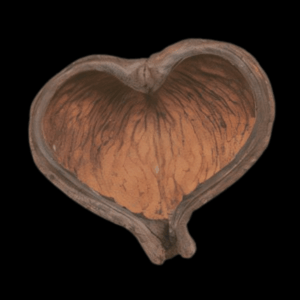 Thelambu Pods