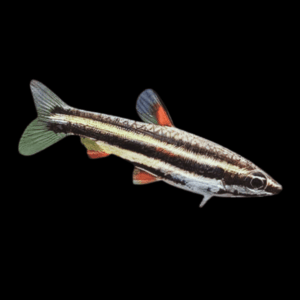 Three Lined Pencil Fish Nannostomus Trifasciatus 3cm