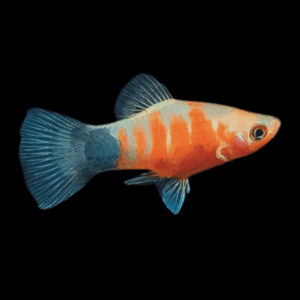Tiger Platy Xiphophorus Maculatus 3cm