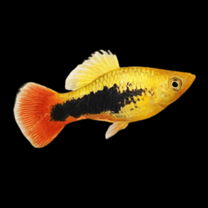 Tuxedo Platy Xiphophorus Maculatus 3cm