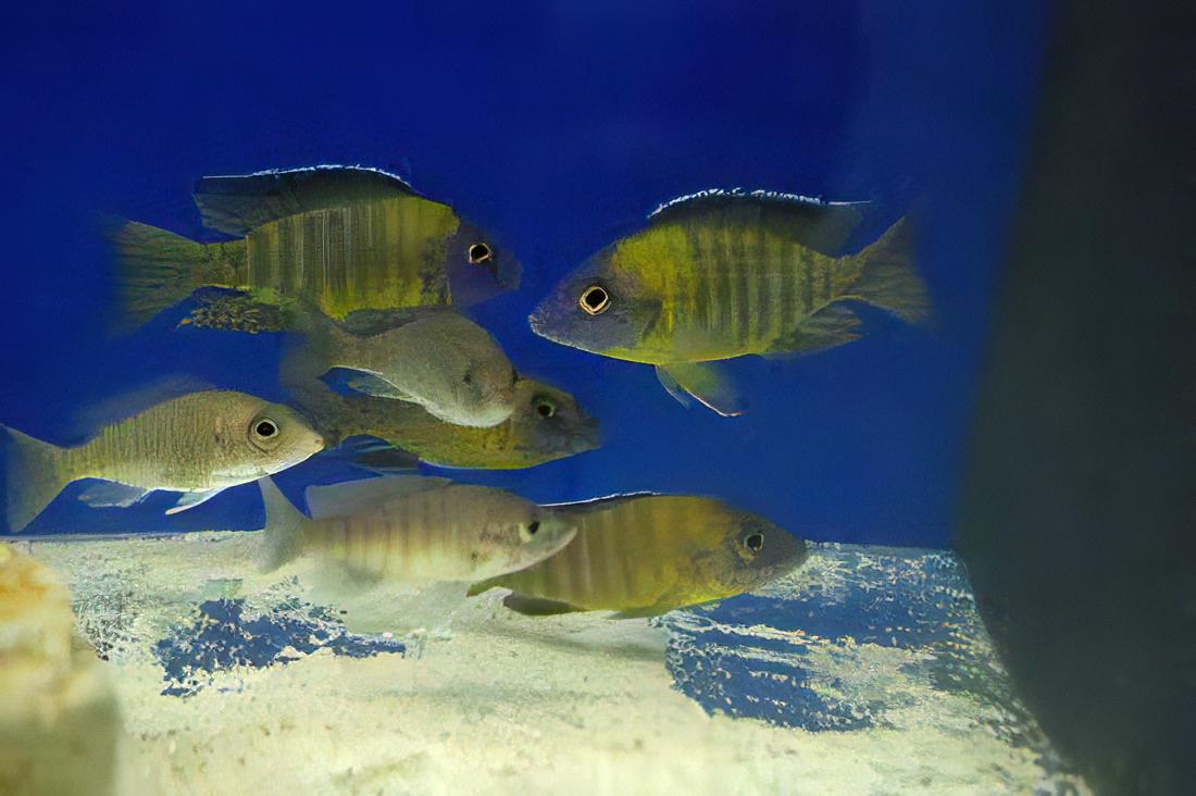 Aulonocara Usisya Neon Blue Peacock Malawi African Cichlid - Image 4