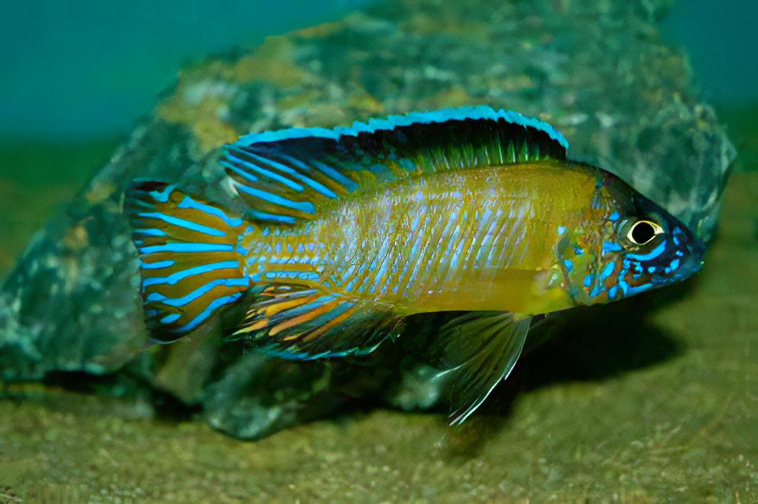 Aulonocara Usisya Neon Blue Peacock Malawi African Cichlid - Image 2