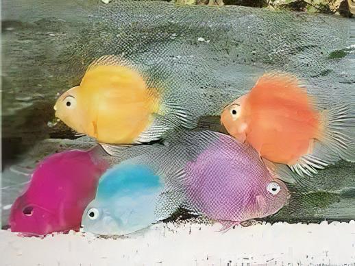 Parrot 12 x Assorted Parrot Fish Hybrid Amphilophus citrinellus × Vieja melanurus 5cm - Image 11