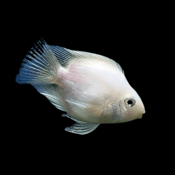 Parrot 12 x Assorted Parrot Fish Hybrid Amphilophus citrinellus × Vieja melanurus 5cm - Image 2