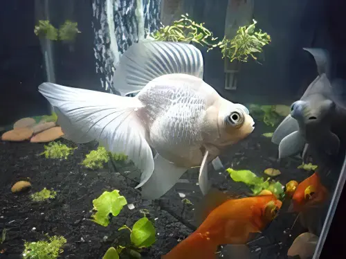 Telescope 10 x Assorted Giant Telescope Butterfly Moor Grade AA Goldfish Carassius Auratus 10cm - Image 5