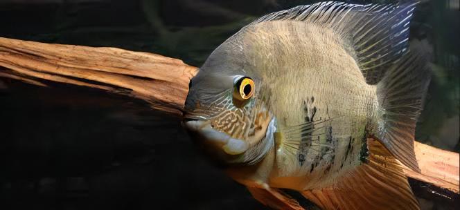 Severum 10 x Assorted Severum Cichlid Heros Sp 12cm - Image 3