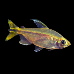 Tetra African 10 x Yellow Congo Tetra Phenacogrammus Interruptus 4cm