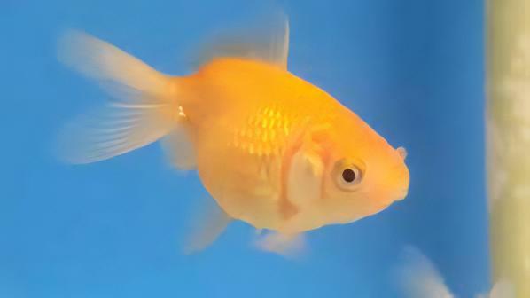 Pearlscale 10 x Assorted Giant Pearlscale Grade AA Goldfish Carassius Auratus 10cm - Image 5