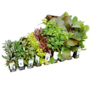Plants Fifty Potted Assorted Freshwater Aquatic Plants