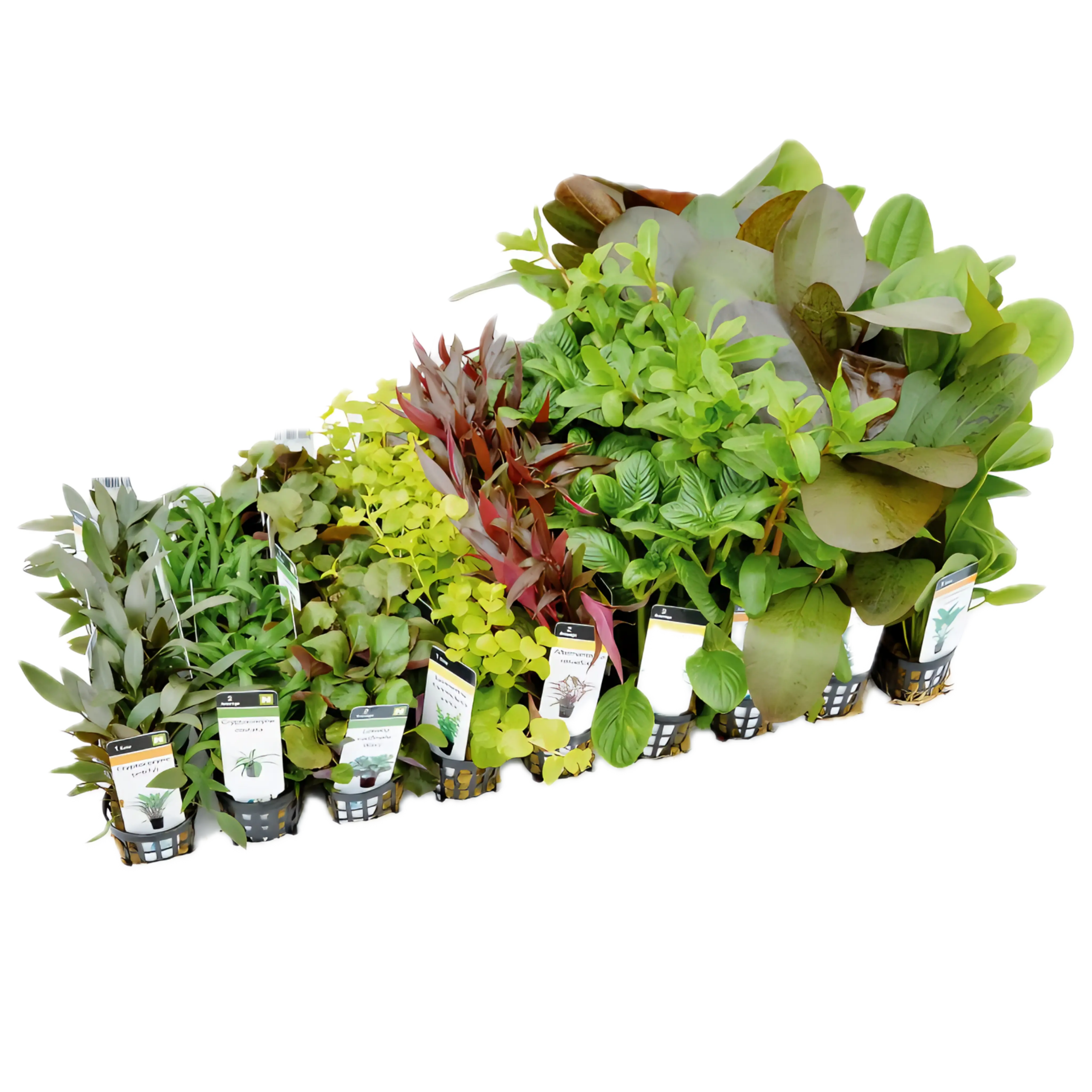 Plants Ten Potted Assorted Freshwater Aquatic Plants