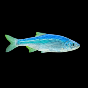 10 x Blue Orfe Leuciscus Idus