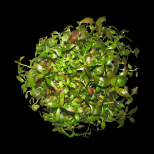 Five Bunched Plants Mni Red Ludwigia Plant Ludwigia 'mini red'