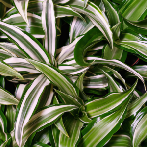 Five Bunched Plants Striped Dracena Plant Dracaena Species