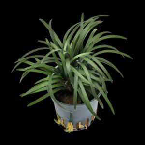 Five Potted Plants Kyoto Dwarf Mondo Grass Plant Ophiopogon Japonice Kyoto