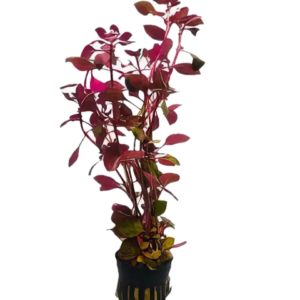 Five Potted Plants Mni Red Ludwigia Plant Ludwigia 'mini red'