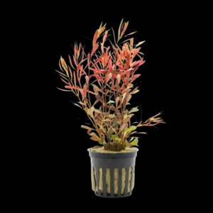 Five Potted Plants Needle Leaf Ludwigia Plant Ludwigia Arcuata