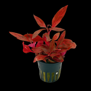 Five Potted Plants Red Hygro Plant Hygrophila Sp