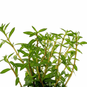 Five Bunched Plants Needle Leaf Ludwigia Plant Ludwigia Arcuata