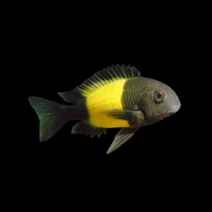 Tropheus Kaiser Ikola Tanganyikan African Cichlids 4cm